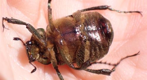 Gnorimus nobilis